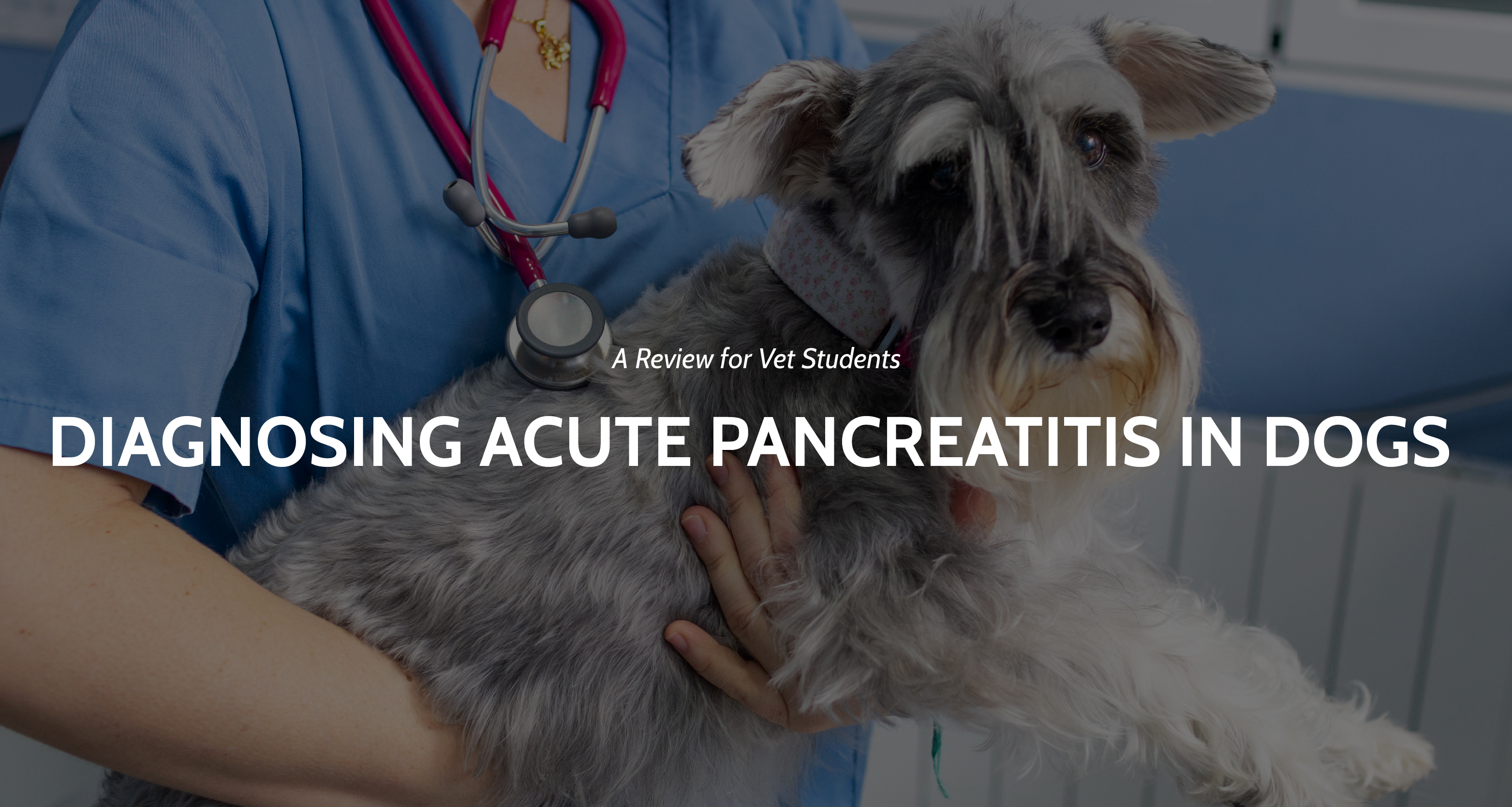 Acute pancreatitis outlet in dogs treatment